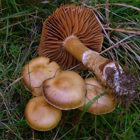 Cortinarius hinnuleus